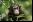 Memoria visual: chimpancés superan a estudiantes universitarios Memoria visual: chimpancés superan a estudiantes universitarios