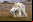 Efectos del cambio climático: Durísimo video de un oso polar muriendo de hambre Efectos del cambio climático: Durísimo video de un oso polar muriendo de hambre